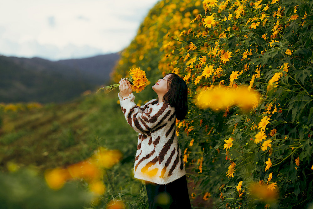 Plan your visit carefully, as the peak blooming period lasts only 2 - 3 weeks in mid-October when colors are most vibrant and coverage is most extensive